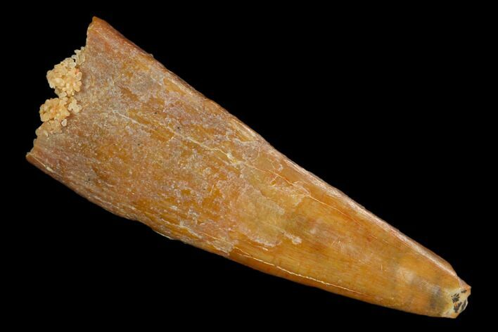 Fossil Pterosaur (Siroccopteryx) Tooth - Morocco #127682